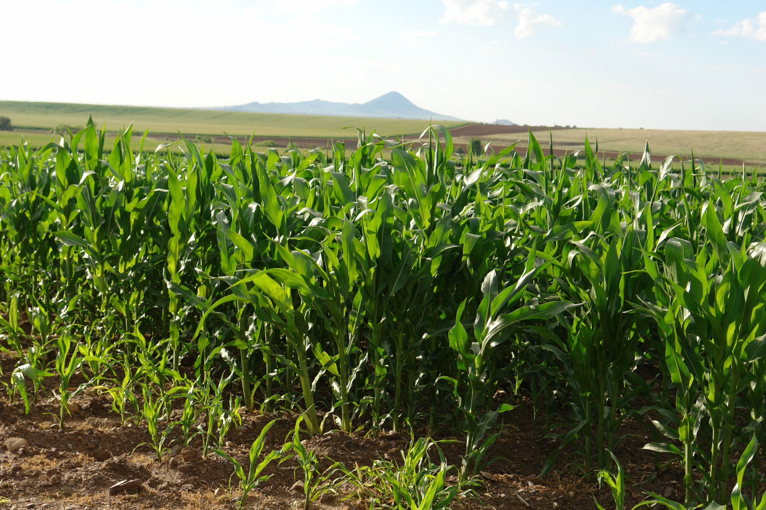 211200-agricultura-estudios-para-las-afectaciones-del-cambio-climatico-3-1