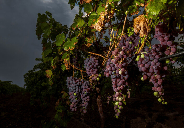 Llegan las uvas mexicanas a mercados y hogares del país para despedir el 2022